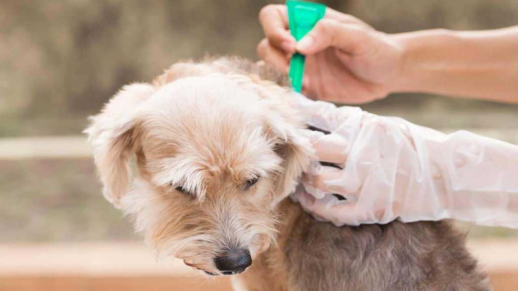 Распространенные кожные заболевания у собак: симптомы и лечение | hill's pet