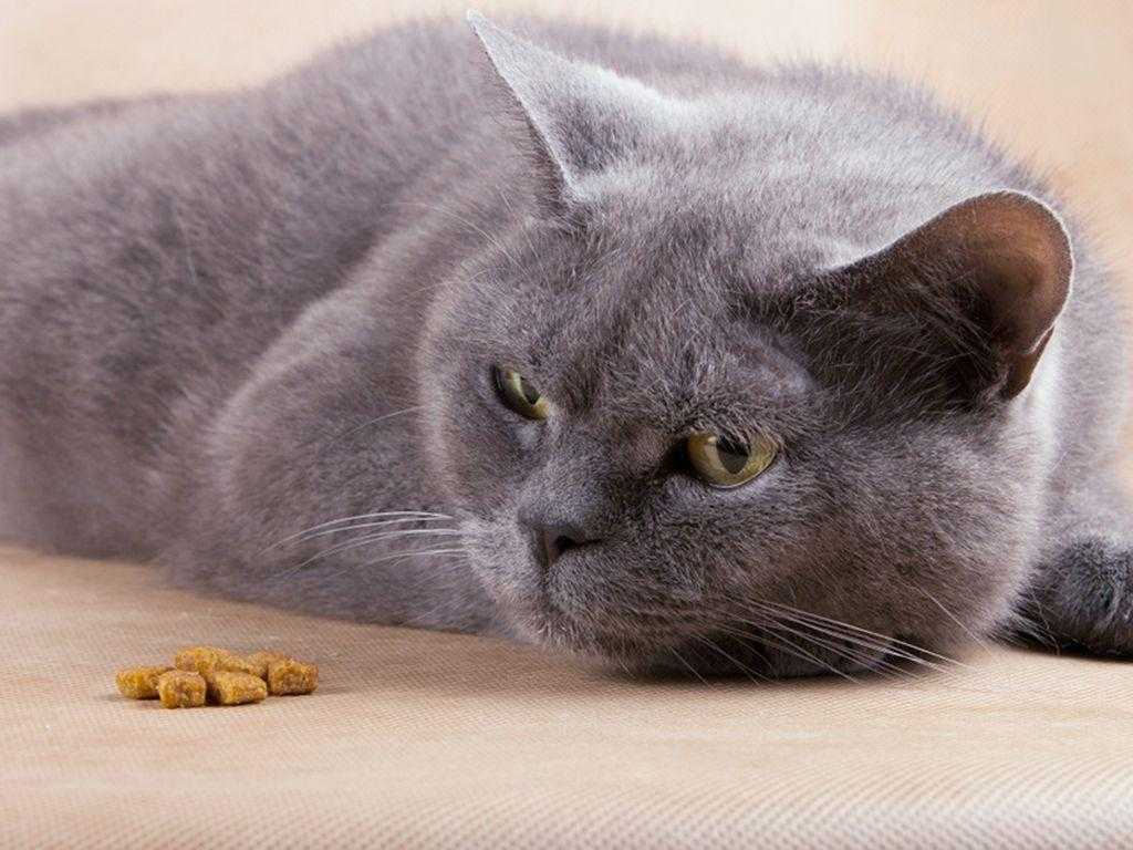 Кошки, аллергия у кошек, признаки заболевания и способы лечения