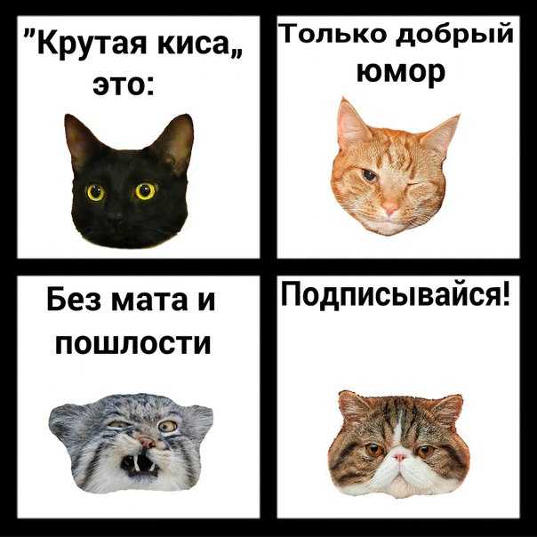 Кис на русском языке. Группа кис-кис. Кис кис кис картинки. Почему коты откликаются на кис кис.