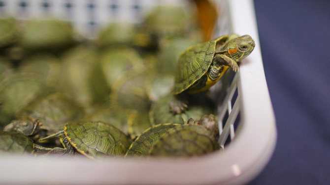 Чем кормить черепаху: правильное питание и многообразие продуктов