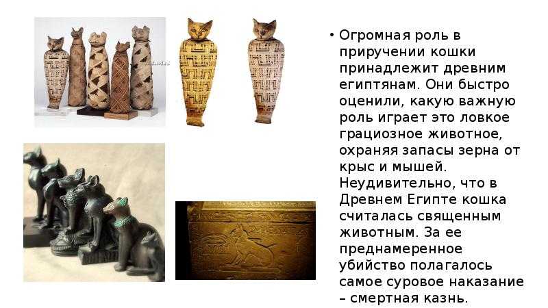 Кошка была приручена в древнем