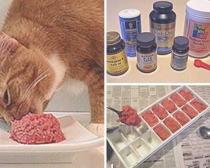 Рецепты бюджетных блюд собственного приготовления для кошки. заготовка еды впрок