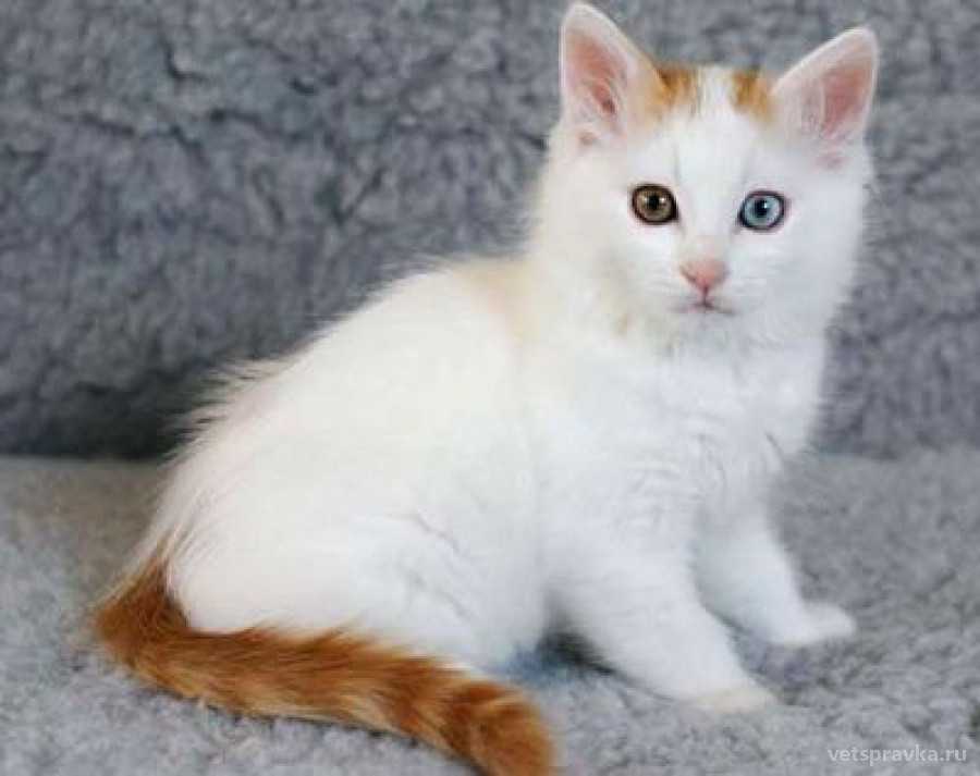 Турецкий ван кошка. особенности, уход и цена турецкого вана