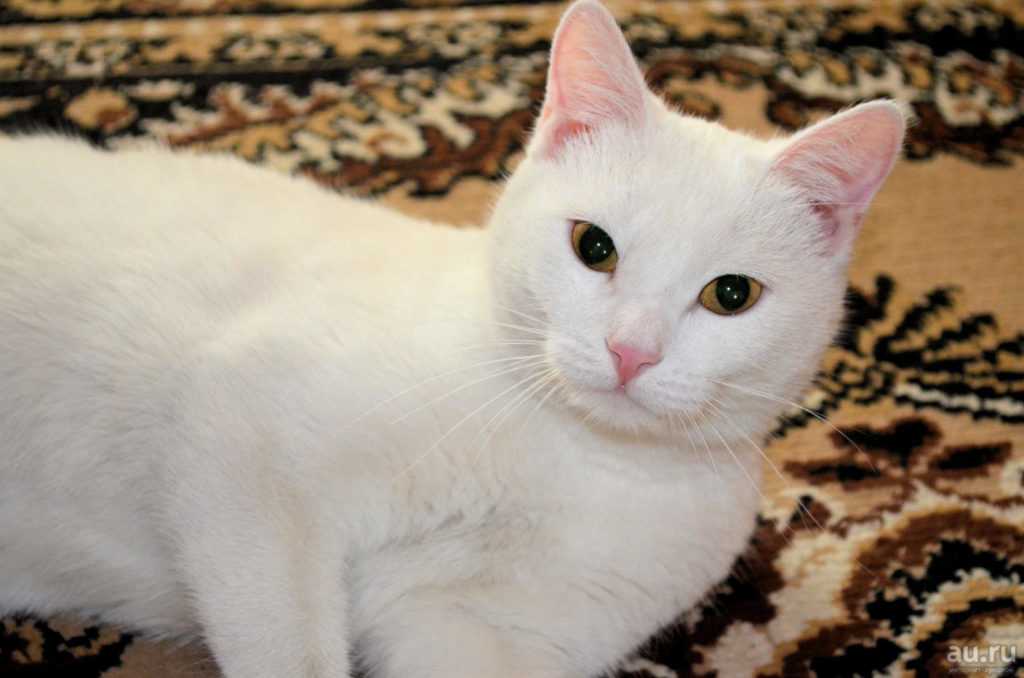 Породы кошек с голубыми глазами