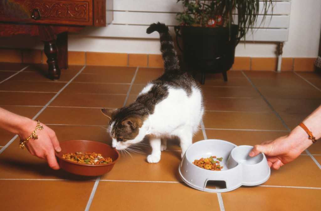 Почему кот стал мало есть?
