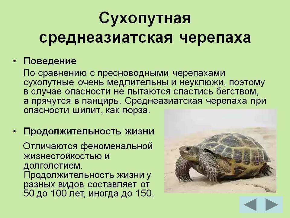 Критерии констатации смерти черепахи