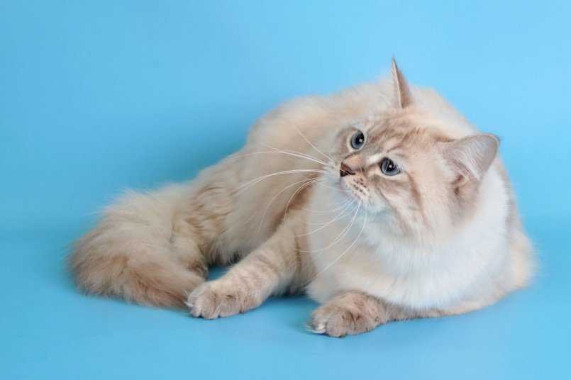 Какие существуют окрасы кошек невской маскарадной породы?