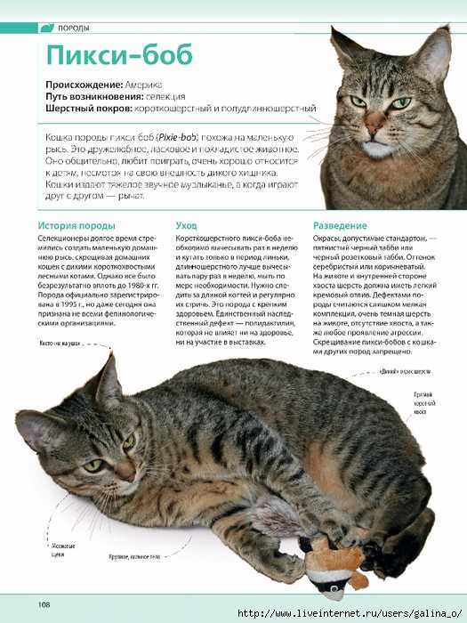 Описание породы кошек Пиксибоб (с фото и видео): общая характеристика, правила ухода и кормления, предрасположенность к заболеваниям.