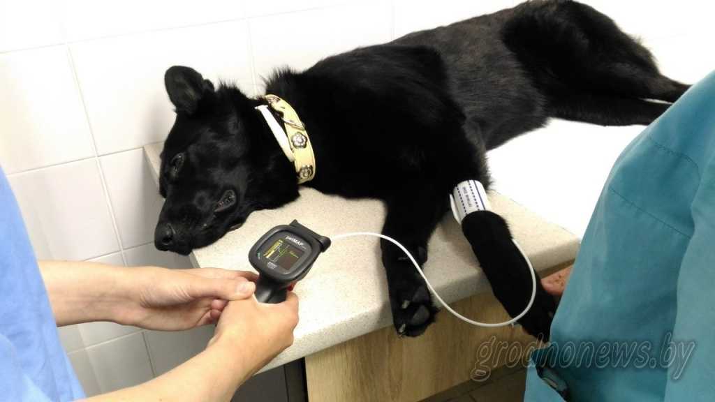 Измерение артериального давления у собак и кошек