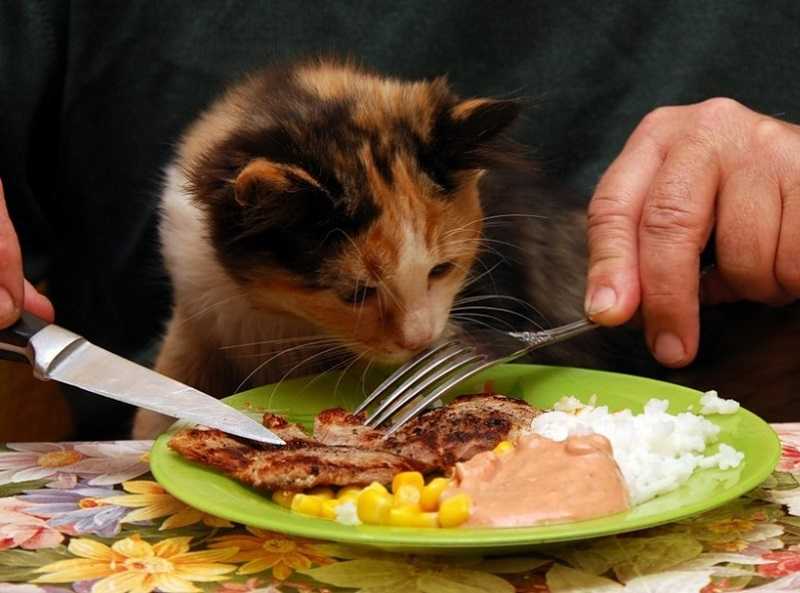 Можно ли кошкам сладкое: польза и вред, подробное описание почему кошкам нельзя сладкую еду