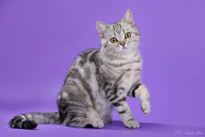 Признаки шотландской кошки: как отличить шотландского котенка?
