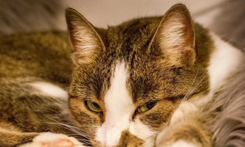 Как отучить кота спать в постели хозяев | блог ветклиники "беланта"