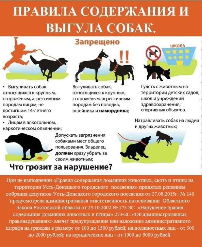 Действительно ли планируется введение налога на животных в 2018 году в России и кого обяжут его уплачивать, предпосылки нововведений, к чему готовиться