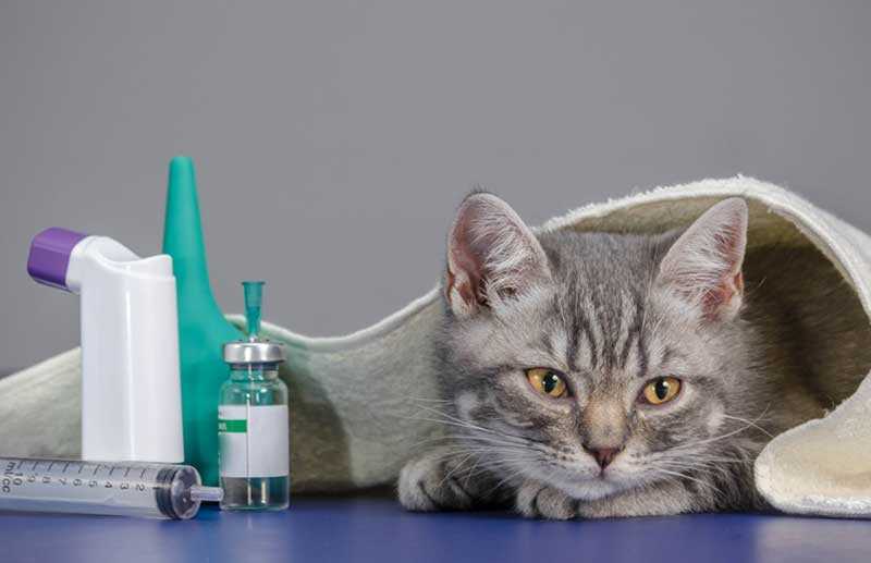 Астма у кошек: причины, симптомы, диагностика, методики лечения