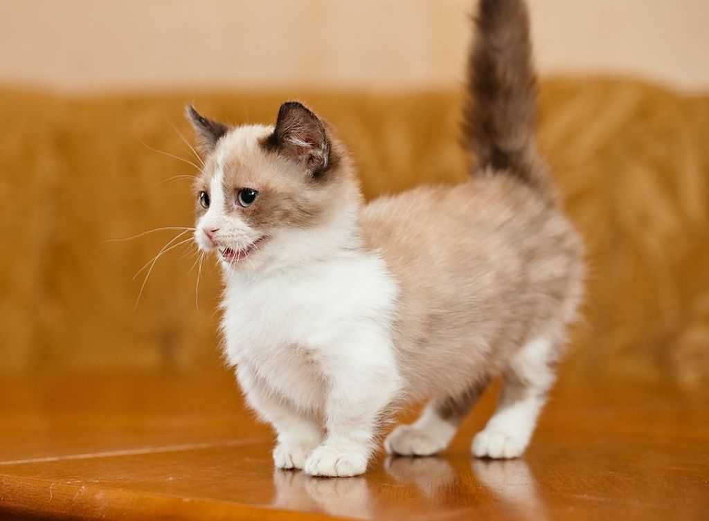 Коты породы манчкин: описание, содержание питомца, отзывы владельцев | medeponim.ru