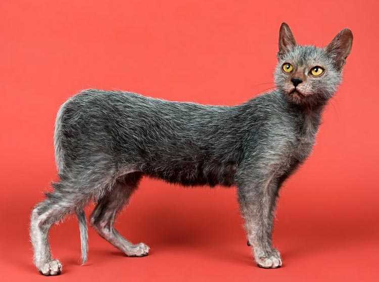 Порода кошки ликой описание и происхождение породы