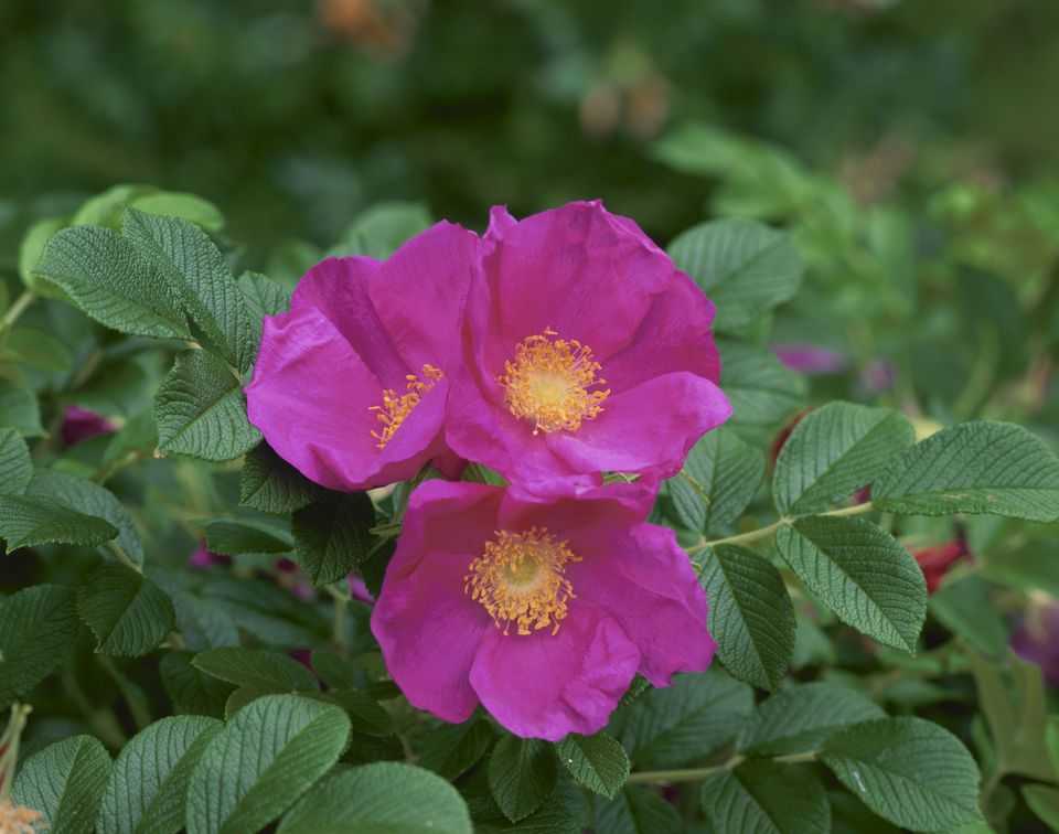 Rosa rugosa thunb.описание таксона