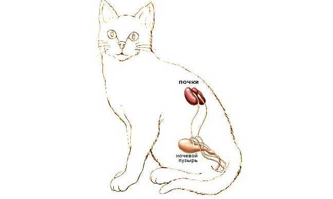 Заболевания почек у кошек - причины и признаки почечной недостаточности | хиллс