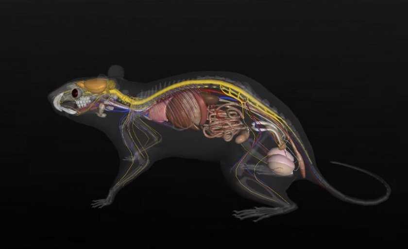Внутренняя мышь. Анатомия крысы скелет. Строение репродуктивной системы самцов крысы. Лабораторная строение крыса. Анатомия крысы внутреннее строение.