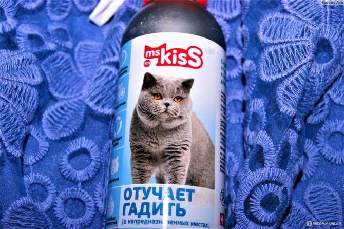 Какие запахи и почему нравятся кошкам, любимые ароматы домашних животных