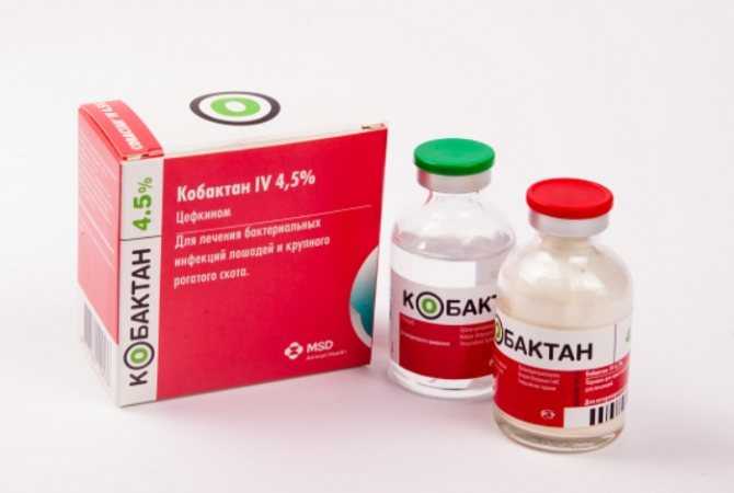 Антибактериальный препарат Кобактан для кошек: состав и форма выпуска, показания и инструкция по применению, отзывы, цена