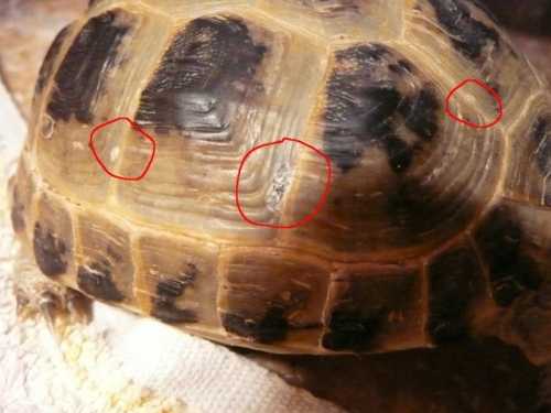 Как выглядит грибок у красноухой черепахи? причины возникновения и методы лечения.