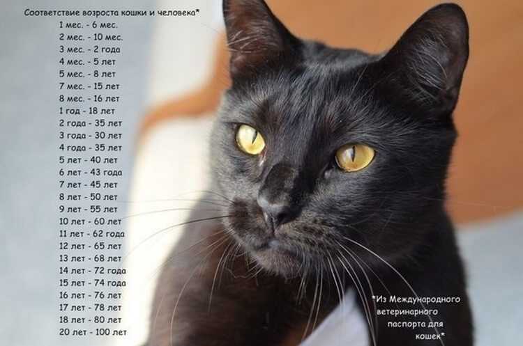 Сколько лет живут кошки в домашних условиях?