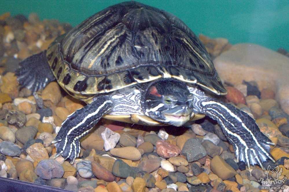 Спячка у красноухих черепах (15 фото): впадают ли они в спячку в домашних условиях и как это понять? как можно разбудить черепаху после зимней спячки?