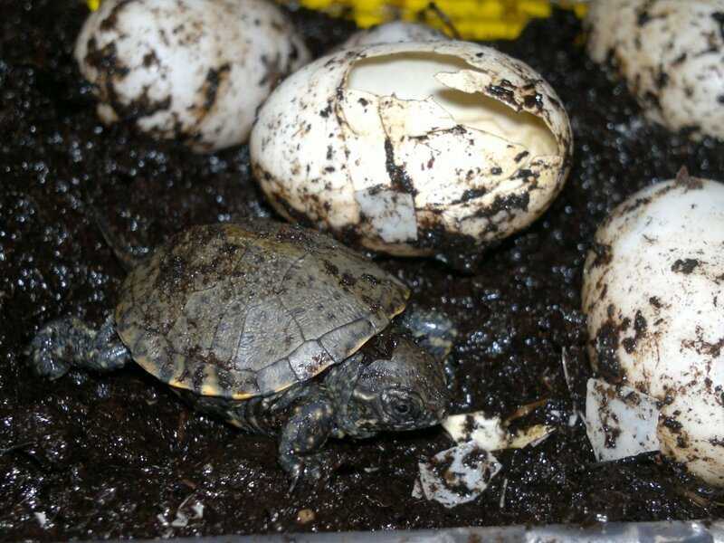 Инкубация яиц черепах