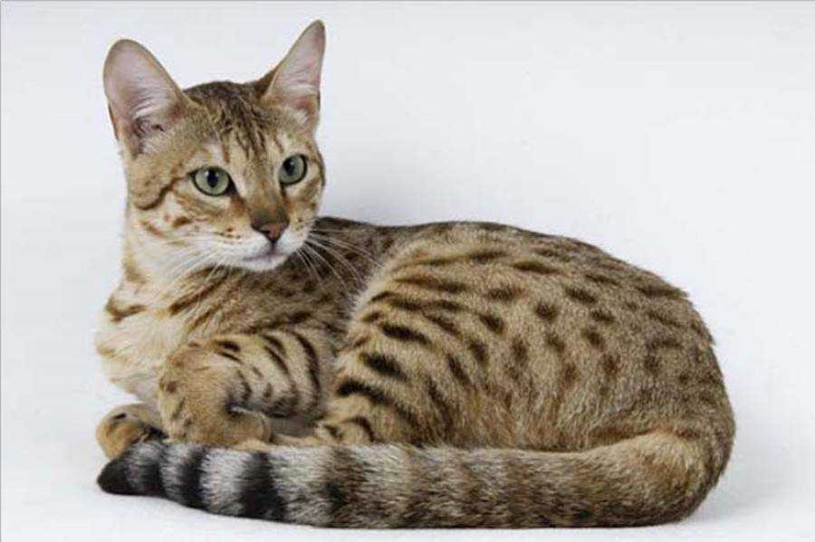 Серенгети – история, внешность и характер кошки
