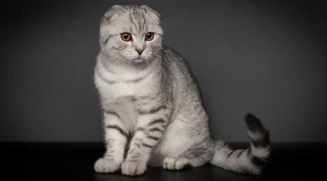Имя для шотландского вислоухого кота: красивые и популярные клички, которыми можно назвать котенка-мальчика шотландской вислоухой породы