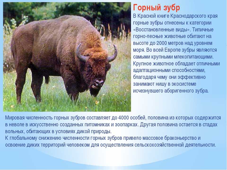 Животные красной книги россии и мира | фото