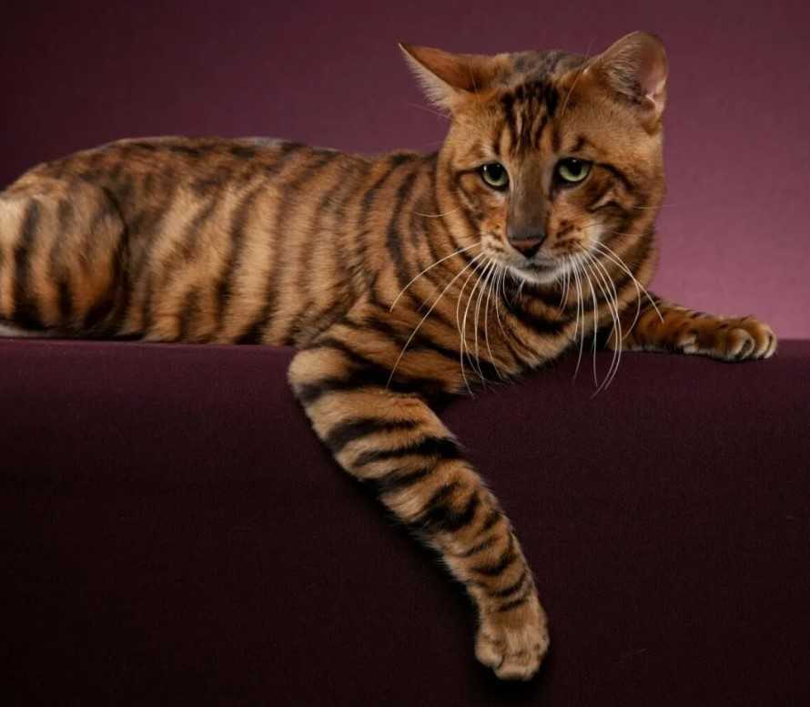 Самые популярные породы кошек в мире топ-10 - wlcat.ru