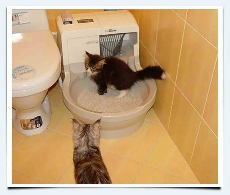 Кошка после стерилизации не ходит в туалет: не какает, не писает или запор - что делать?