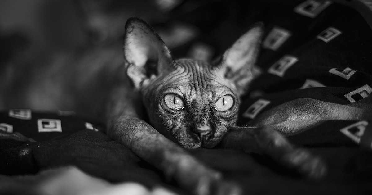 Кошка прячется в темные места: выясняем причины