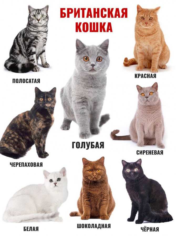 Сколько видов, пород кошек существует в мире