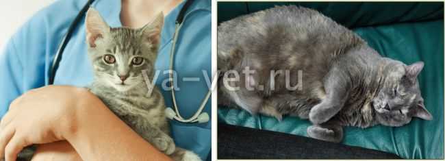 Лимфосаркома у кошек: симптомы, диагностика, лечение и профилактика
