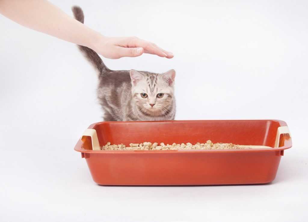 Экстравагантные кошки: необычные привычки в еде