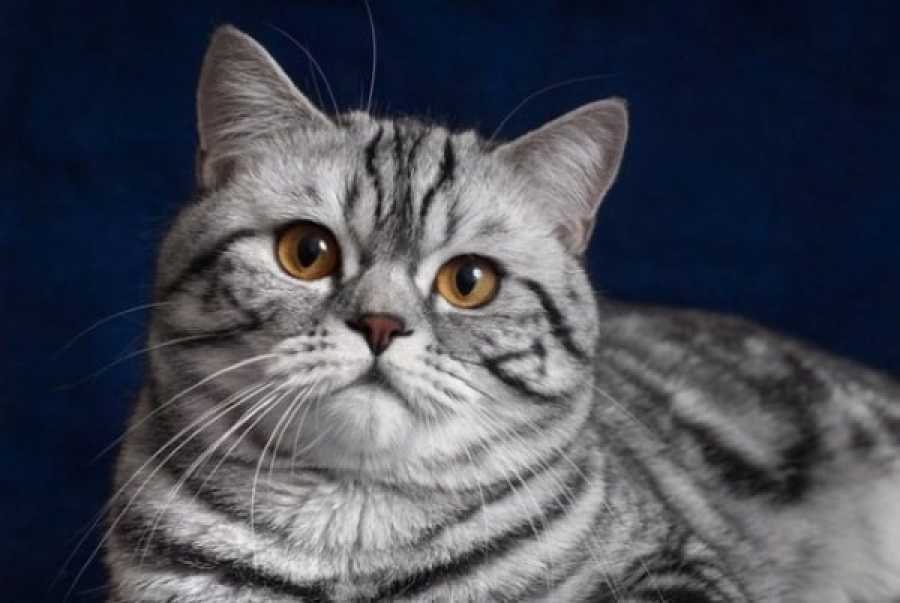 Кошки из рекламы. порода кошки из рекламы вискас: откроем тайну! кот из рекламы гурме голд порода