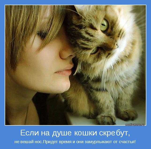 Песня у меня живет культурный кот нежное. Женщина с кошкой. Кот и человек любовь. Девушка обнимает кошку. Фотосессия с кошкой.