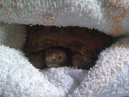 Как зимуют черепахи. Сухопутная черепаха в спячке. Черепахи впадают в спячку зимой. Зимовка черепахи. Черепахи спят зимой.
