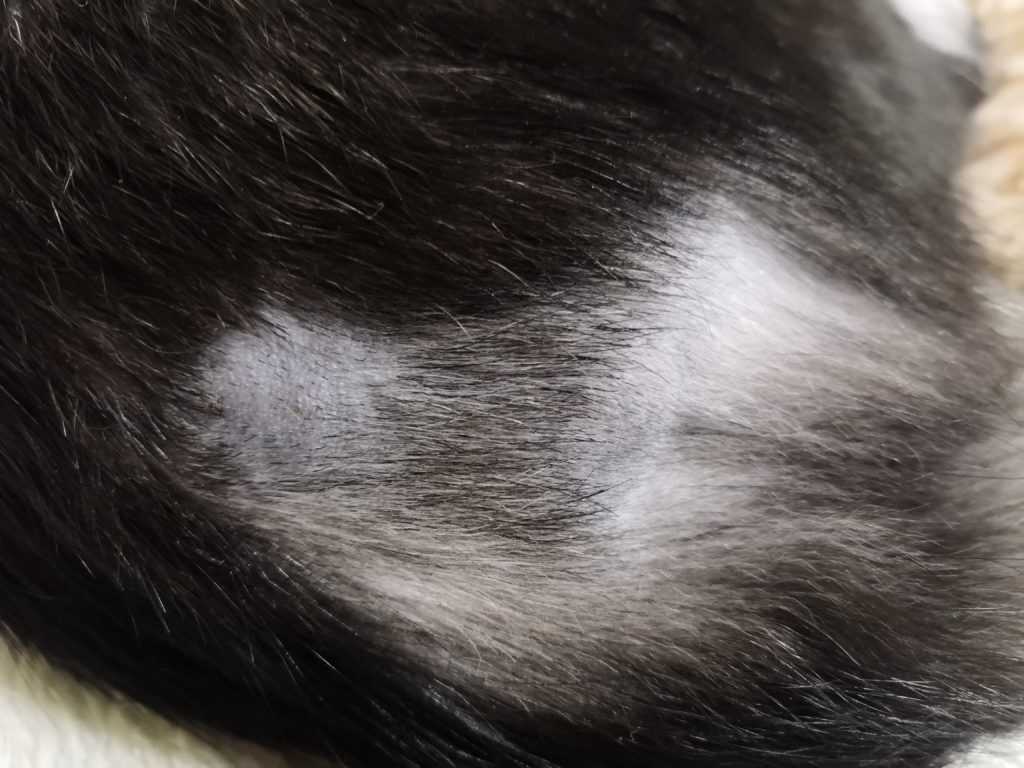 Повышенная линька у кошки - ветеринарная клиника нефрологии веравет. ветеринар на дом