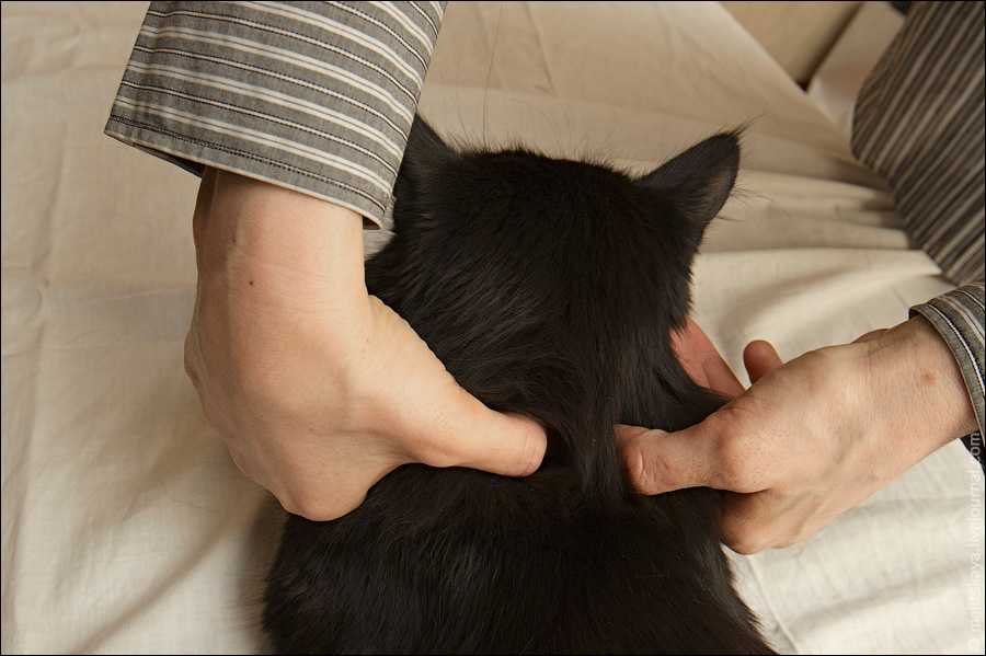 Если кошка (кот) хромает на переднюю лапу что делать