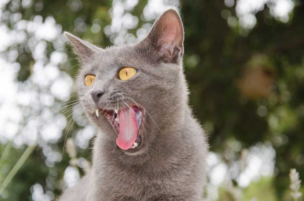 Почему кошка или кот высовывает язык Возможные причины такого поведения, насколько это опасно и стоит ли переживать, читайте в нашей статье.
