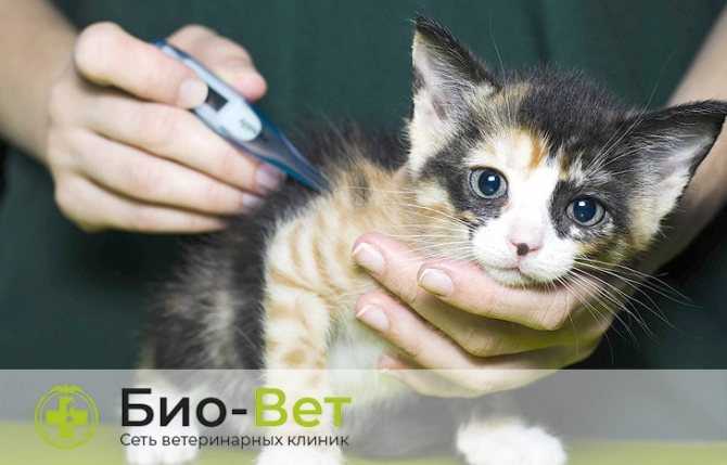 Панлейкопения (чумка) у кошек: симптомы, лечение и профилактика | "берлога"