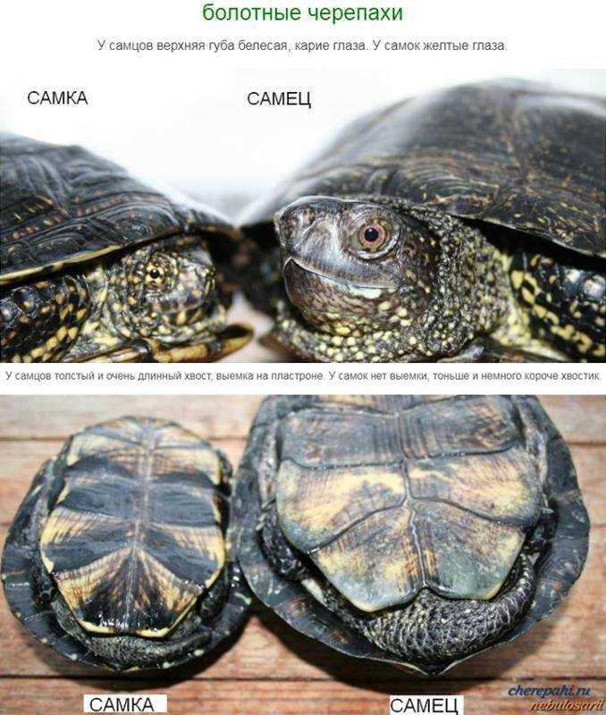 Как узнать пол красноухой черепахи