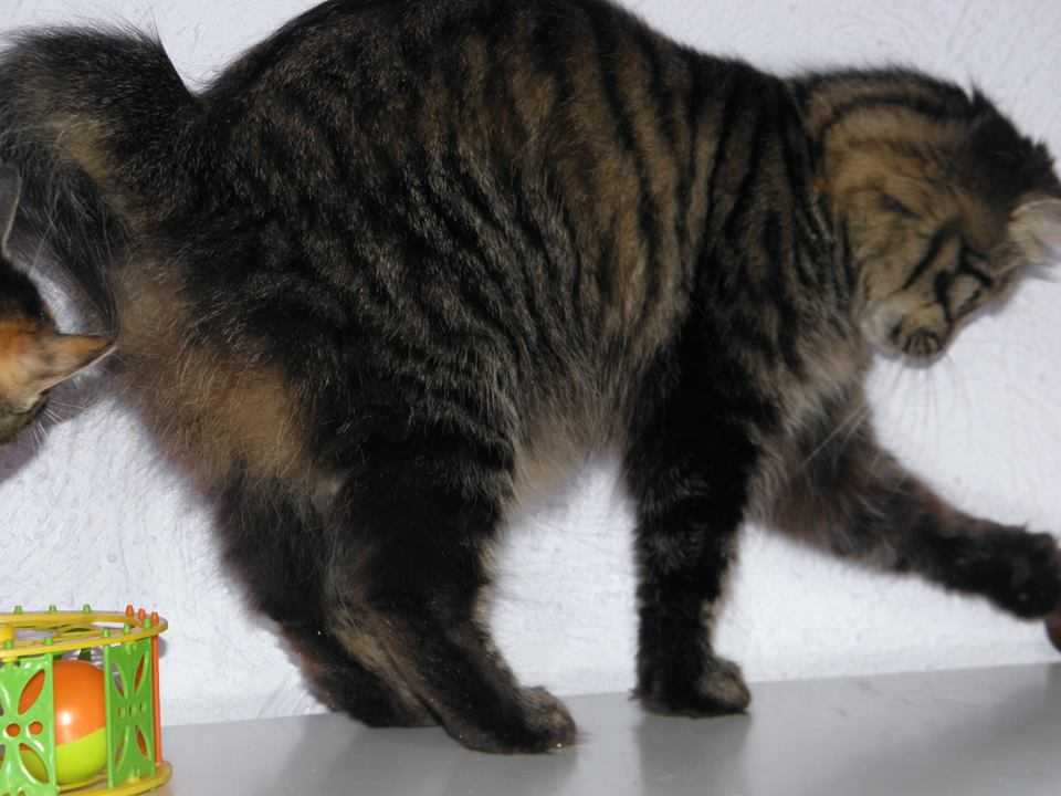 Тайская кошка хвост крючком