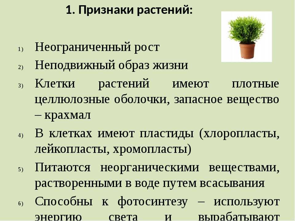 Бессмертник курсивный  - helichrysum italicum - abcdef.wiki