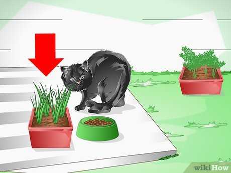 Вредные ядовитые комнатные растения и цветы для кошек