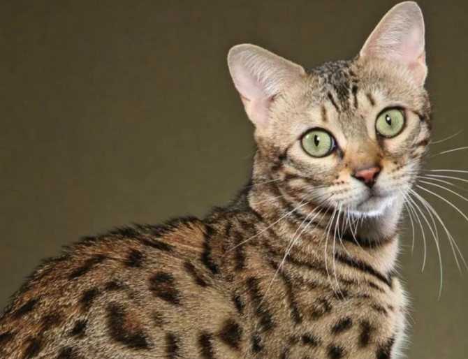 ᐉ 28 самых дорогих кошек в мире: дикие, гибриды, домашние породы - zoogradspb.ru